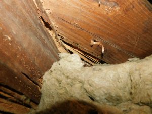 Termite Damage In An Old Restored Home Monmouth County NJ 
